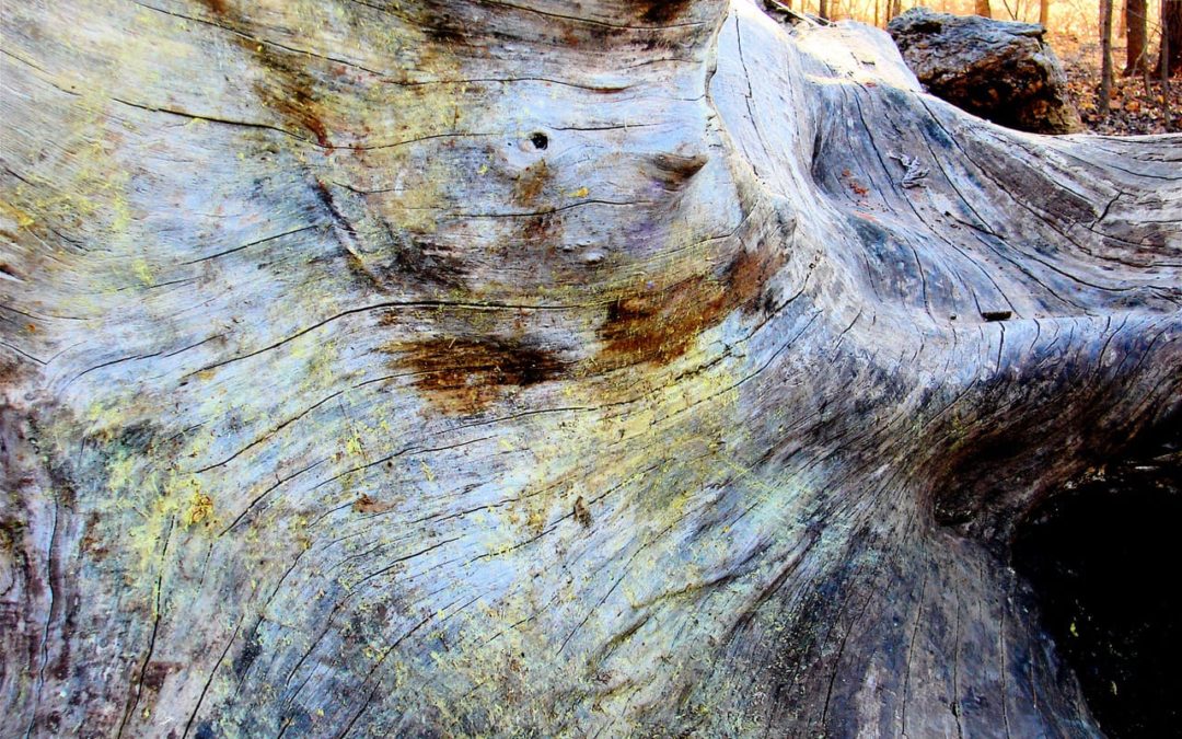 Martin Nature Park Tree Trunk: Poem by Robert Ferrier