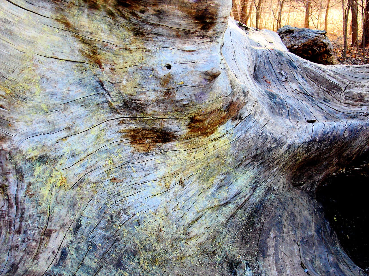 Martin Nature Park Tree Trunk: Poem by Robert Ferrier