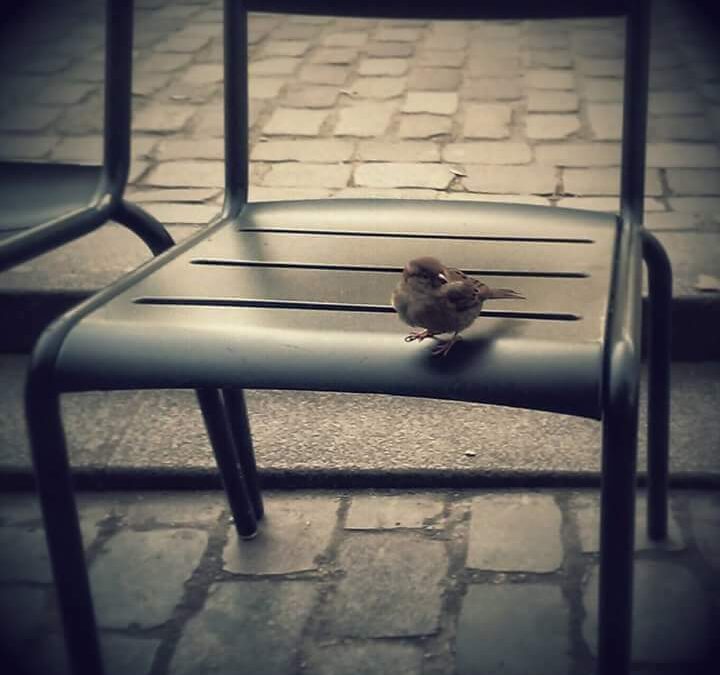 The Above-Ground Pool by Millicent Borges Accardi