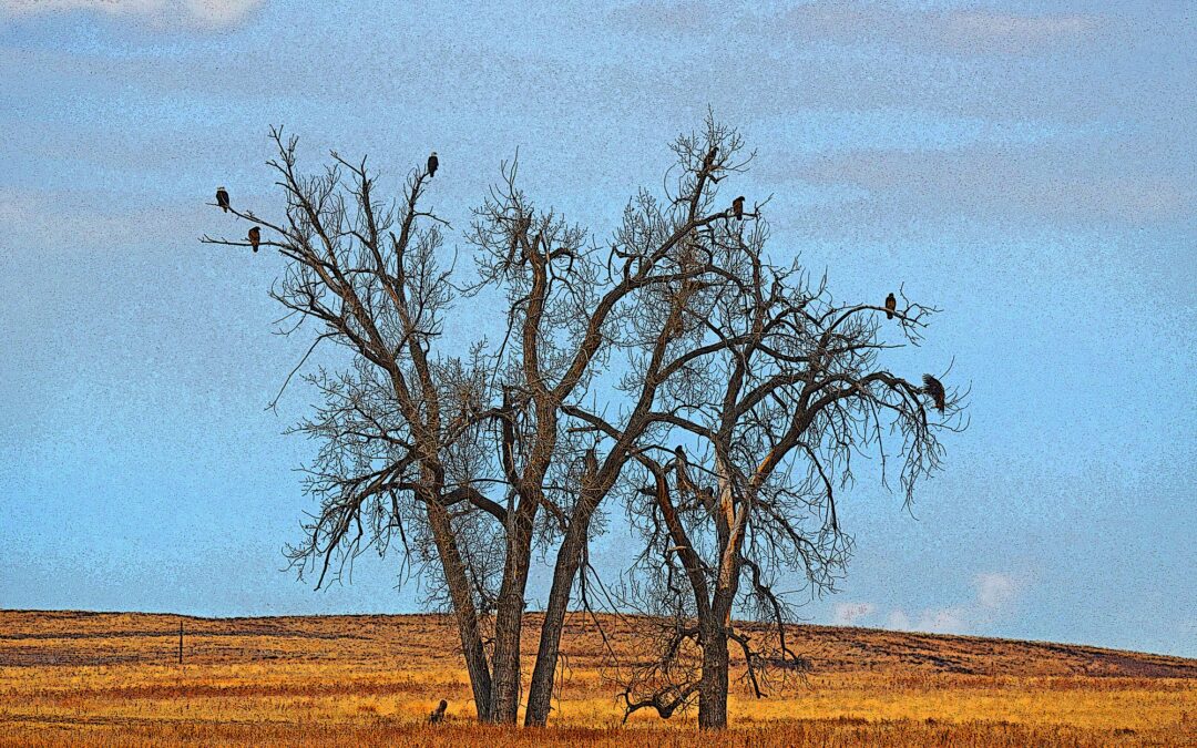 Poems by Zhu Xiao Di