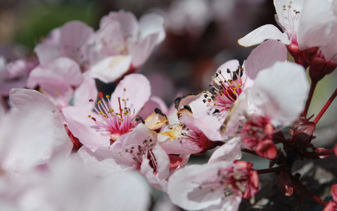 The Lost Wings by Alfred Corn