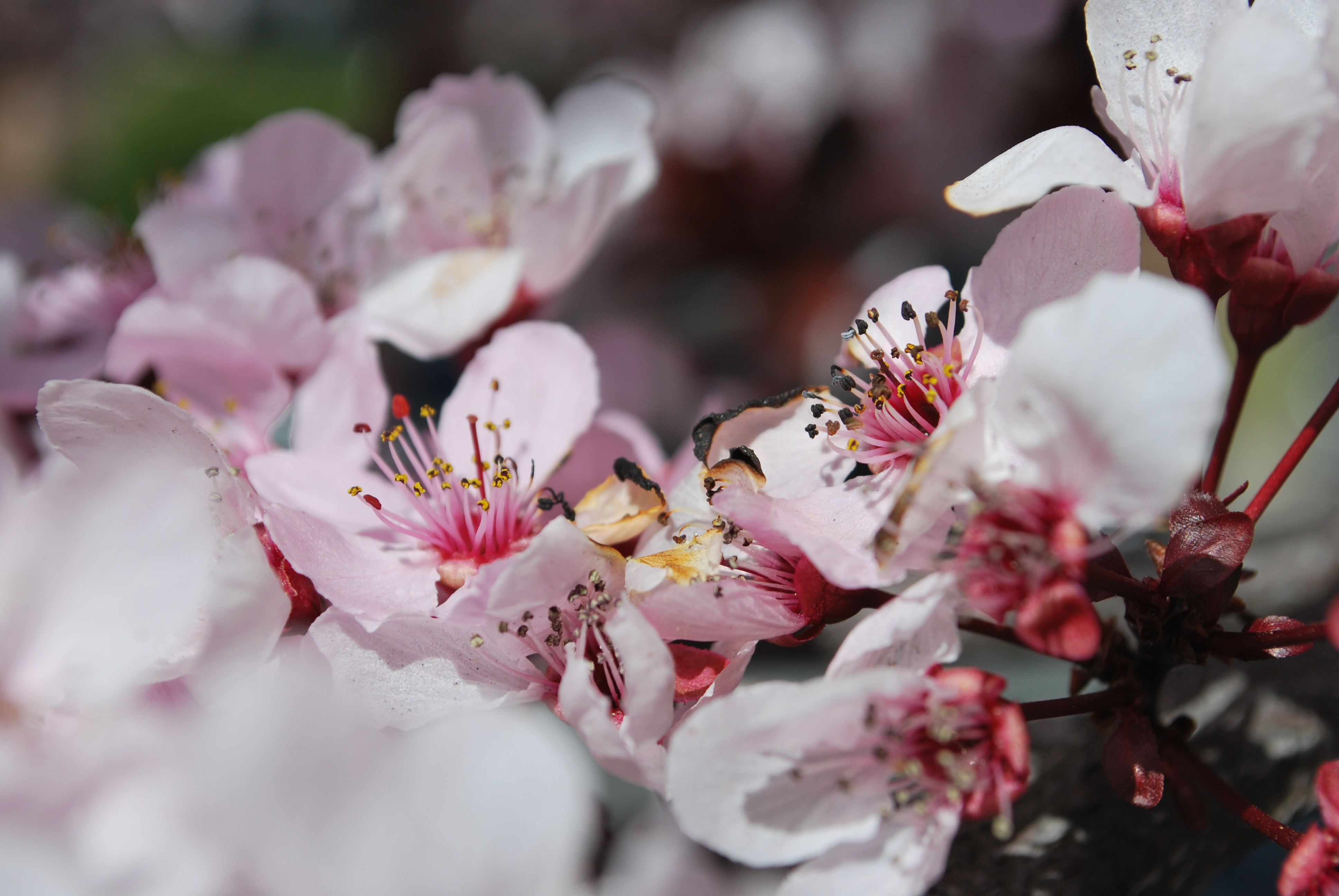 The Lost Wings by Alfred Corn